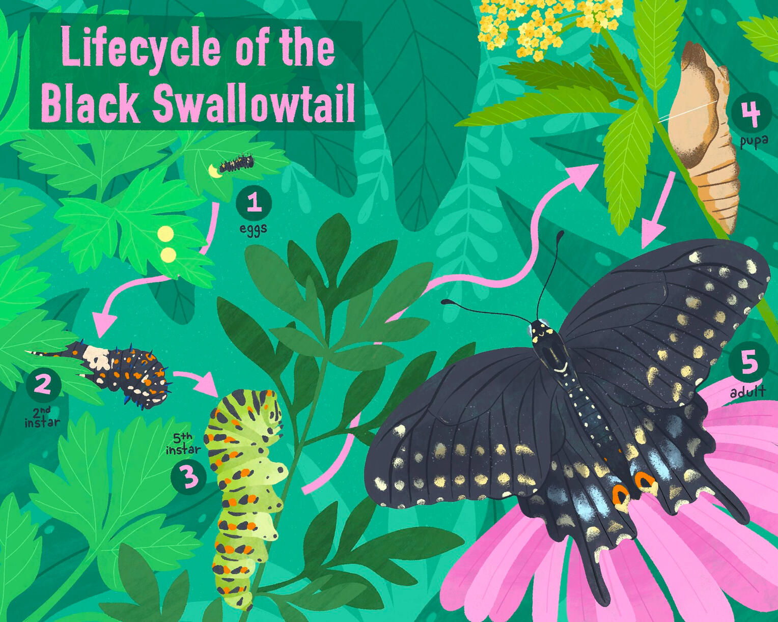 Black Swallowtail Butterfly Part One