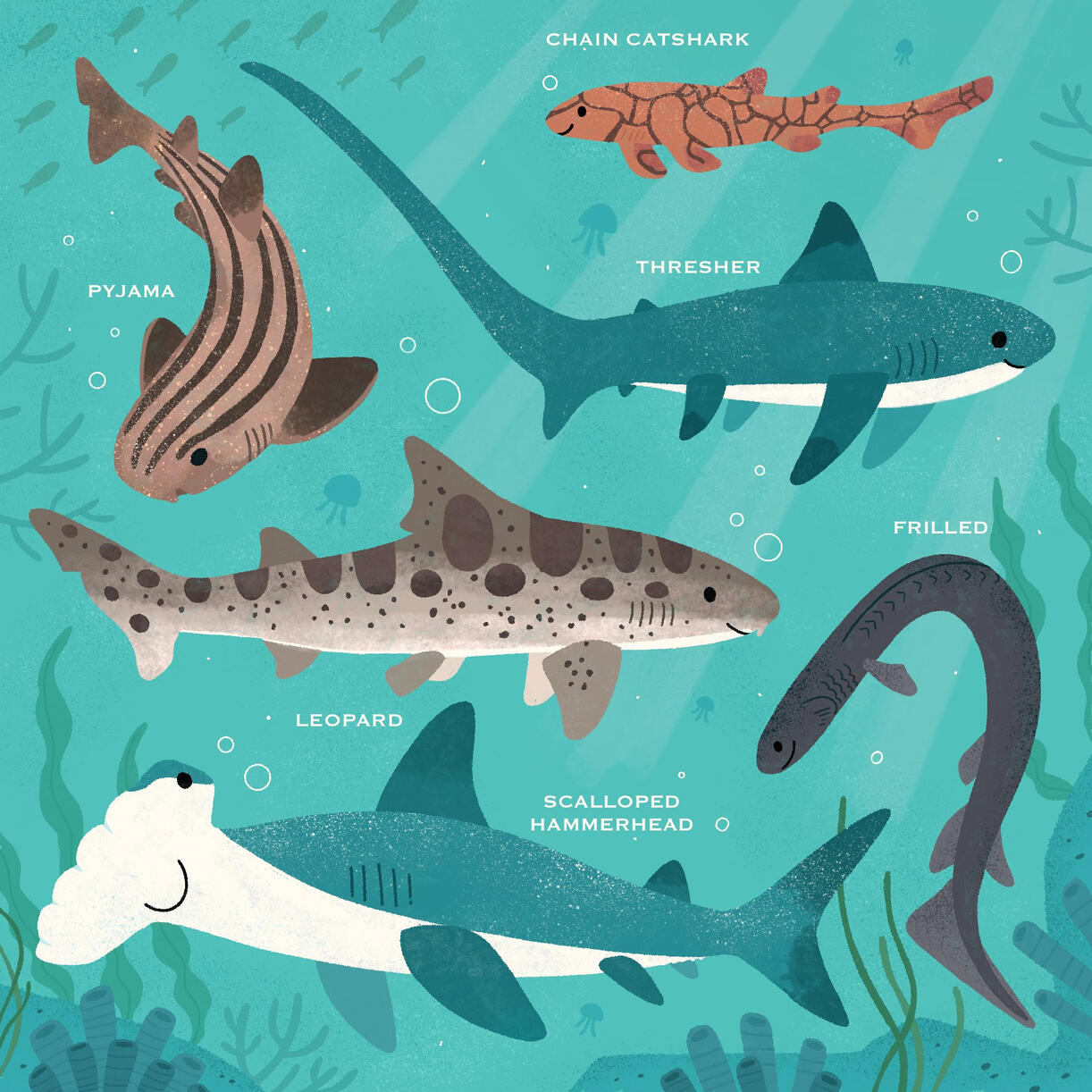 Types of Sharks