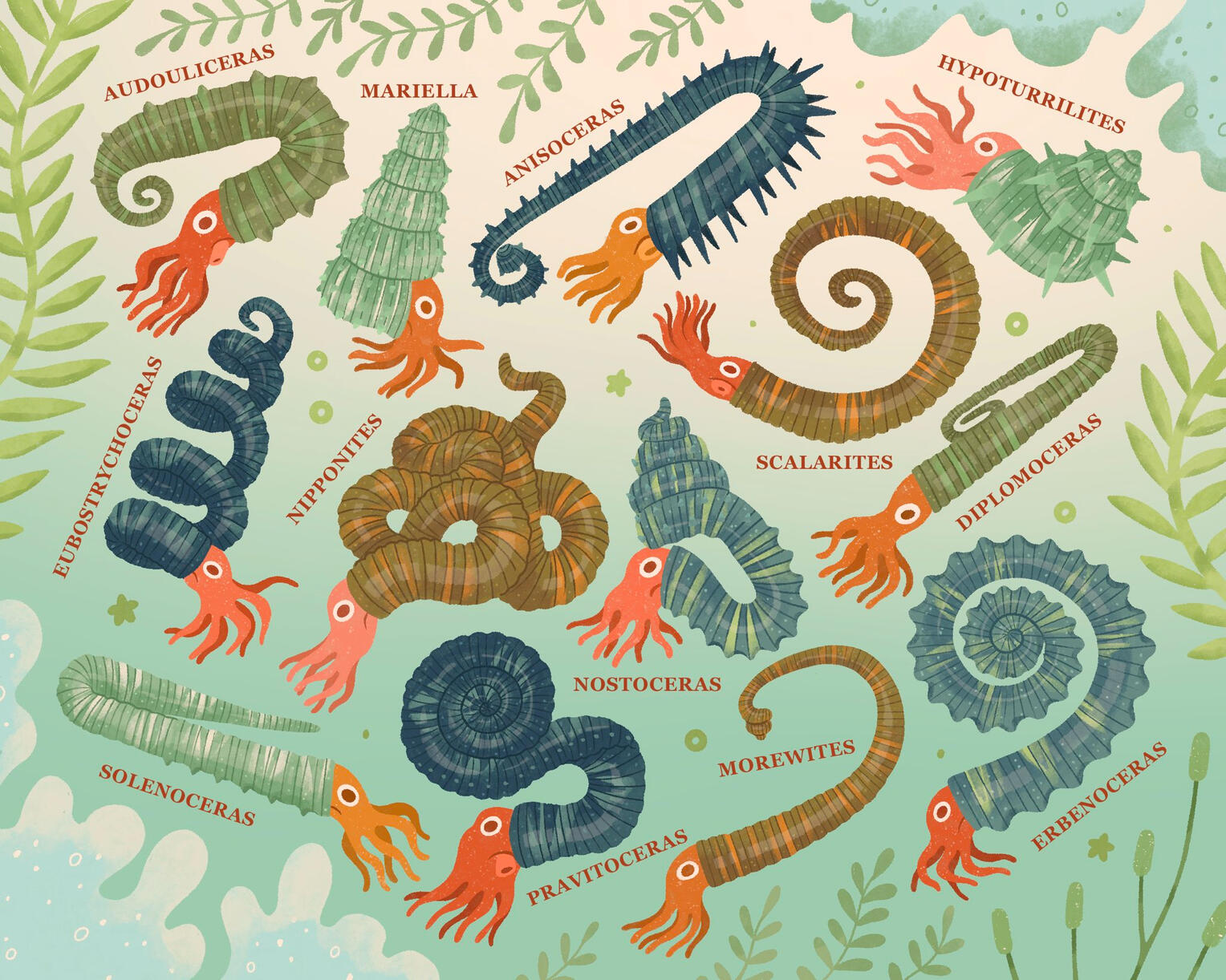 Ammonites